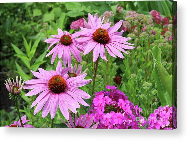 Phlox Acrylic Print featuring the photograph Purple Coneflowers with Pholx by Steve Augustin