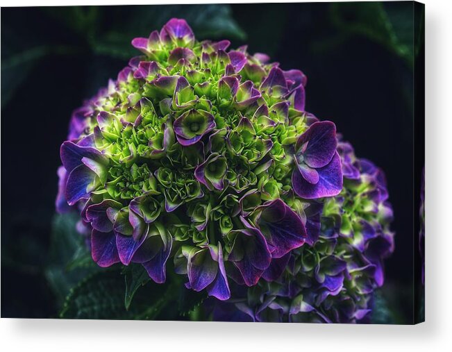 Photo Acrylic Print featuring the photograph Purple Crown by Evan Foster