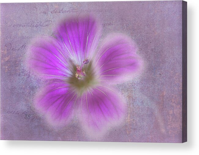 Flower Acrylic Print featuring the photograph Softly Purple by Elaine Teague