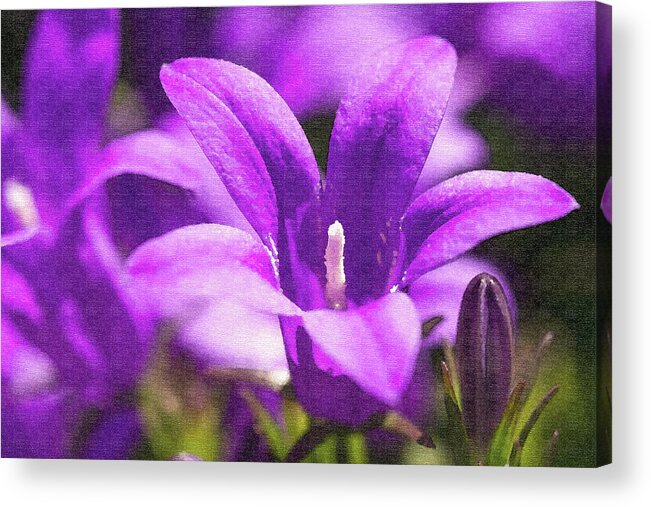 Purple Flower Acrylic Print featuring the photograph Purple Flower by Tanya C Smith