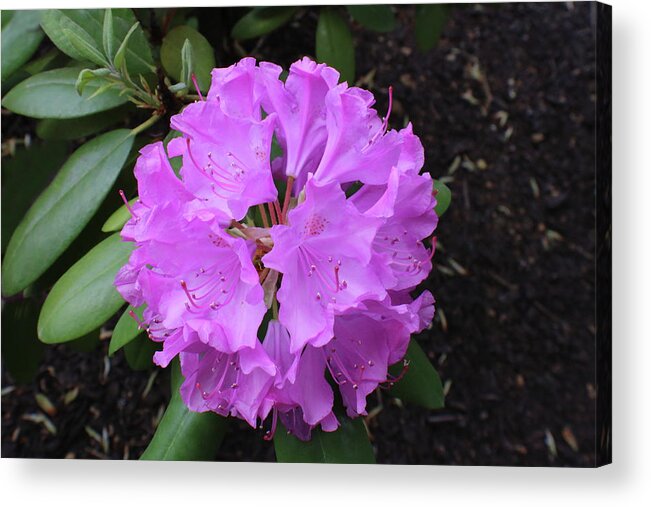 Purple Acrylic Print featuring the photograph Purple Flowers by Kathy Pope