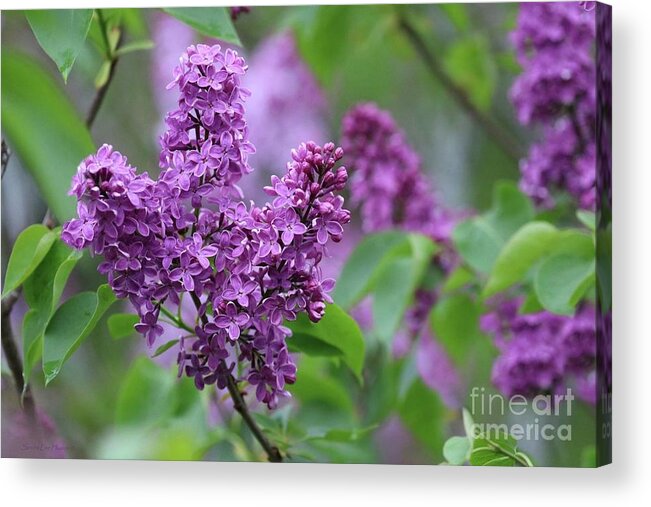 Lilac Acrylic Print featuring the photograph Purple Lilacs In June by Sandra Huston