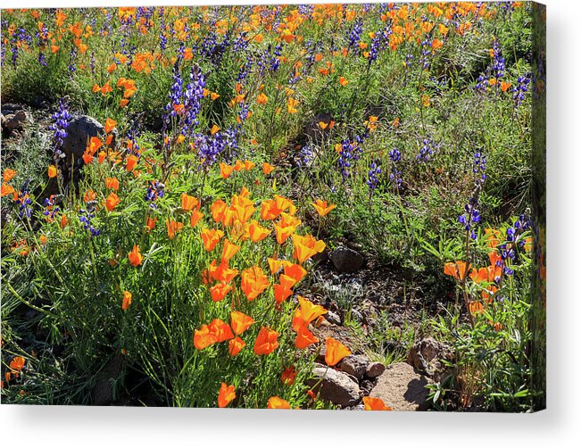 Arizona Acrylic Print featuring the photograph Purple Lupine and Orange Poppies 4 by Dawn Richards