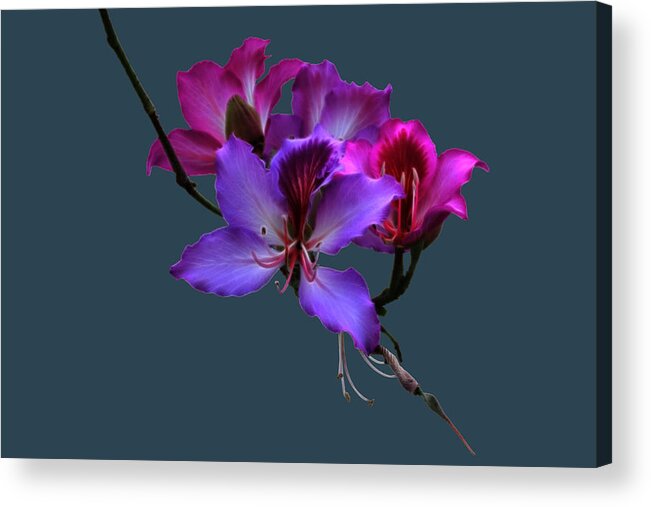 Orchid Acrylic Print featuring the photograph Purple Orchids 2 by Shane Bechler