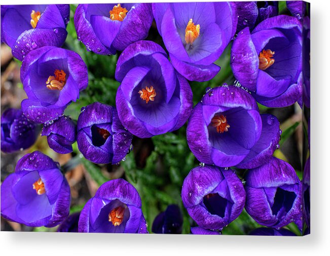 Spring Acrylic Print featuring the photograph Purple Rain by Kevin Suttlehan