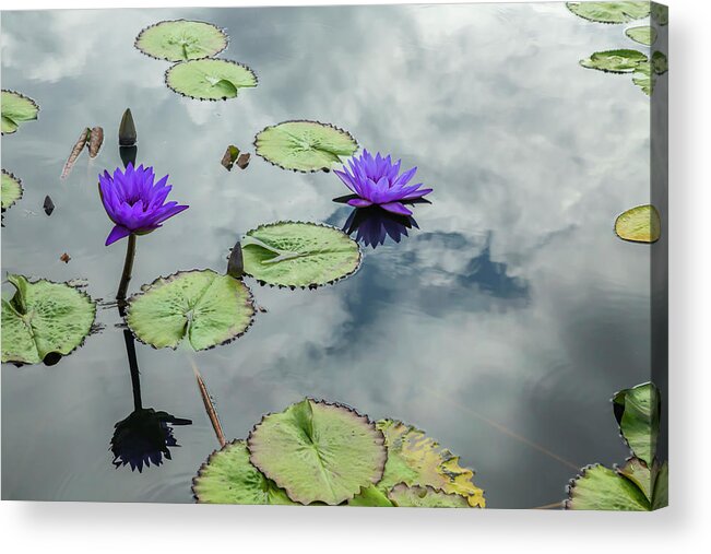 Lily Acrylic Print featuring the photograph Purple Water Lilies and Pads by Cate Franklyn