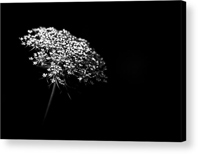 Queen Annes Lace Acrylic Print featuring the photograph Queen Anne's Lace by Holly Ross