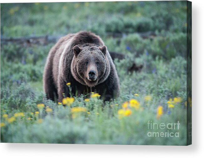 Wildlife Acrylic Print featuring the photograph Queen of the Tetons - 399 by Sandra Bronstein