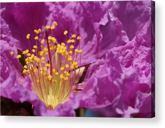 Queen's Crepe Myrtle Acrylic Print featuring the photograph Queen's Crepe Myrtle Flower by Mingming Jiang