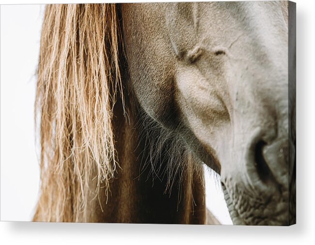 Horse Acrylic Print featuring the photograph Quest I - Horse Art by Lisa Saint
