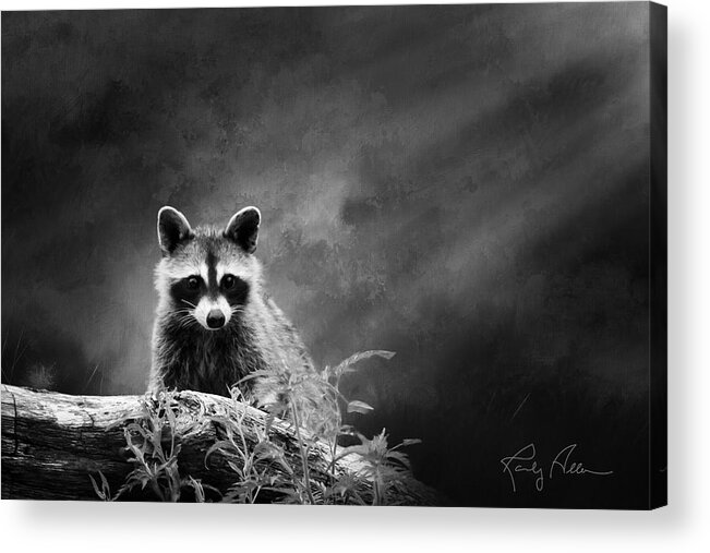 Raccoon Acrylic Print featuring the photograph Raccoon Posing by Randall Allen