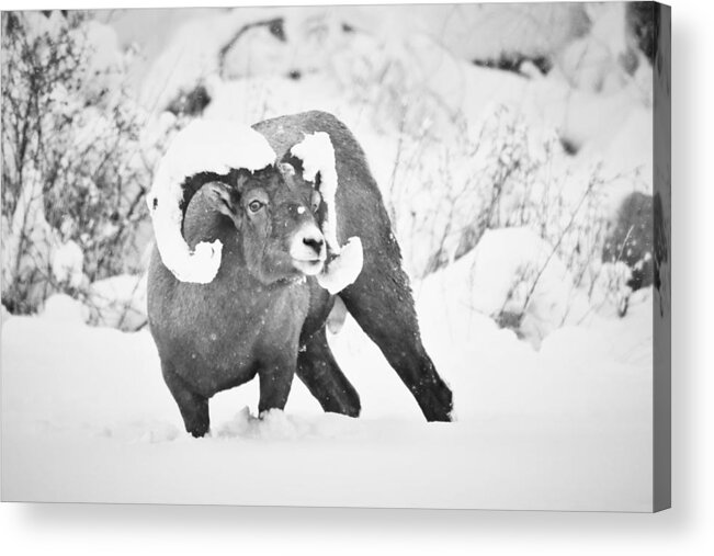 Western Art Acrylic Print featuring the photograph Ram by Alden Ballard