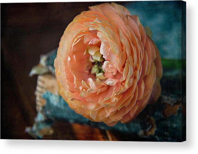Ranunculus Acrylic Print featuring the photograph Ranunculus and Vintage Blue Book by Cindi Ressler