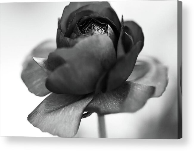 Ranunculus Acrylic Print featuring the photograph Ranunculus BNW by Mary Anne Delgado