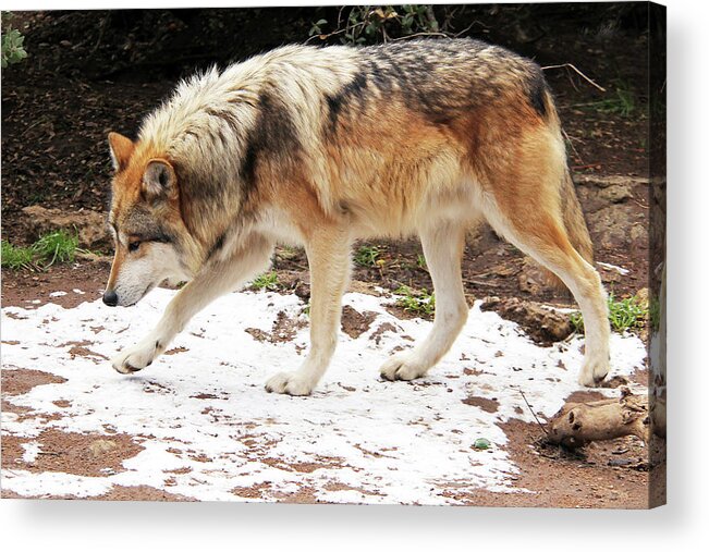 Wolf Acrylic Print featuring the photograph Rare Mexican Gray Wolf in the Snow by Michael Peak