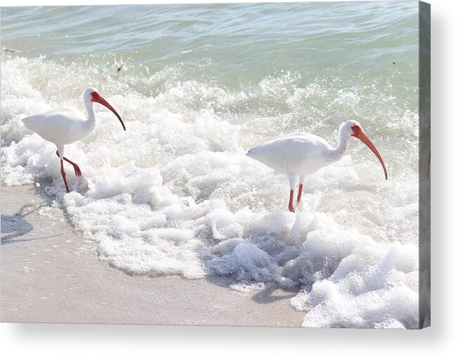 White Ibis Acrylic Print featuring the photograph Rare visitors at the Beach by Mingming Jiang