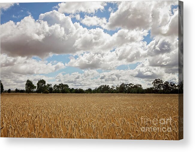 Grain Acrylic Print featuring the photograph Ready for Harvest by Linda Lees
