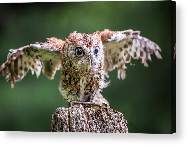 Raptors Owl Acrylic Print featuring the photograph Ready for take-off by Robert Miller