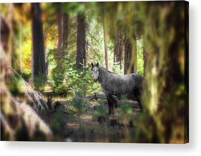 Animal Acrylic Print featuring the photograph Grey Ghost by Rick Furmanek
