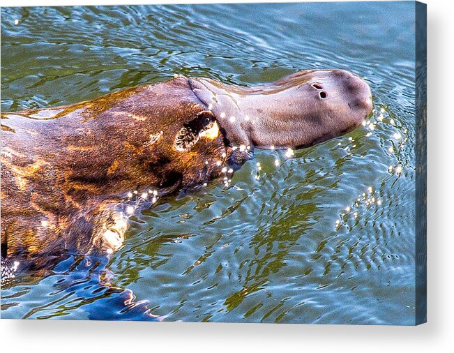 Freshwater Acrylic Print featuring the photograph Reclusive Platypus by ShotByRob