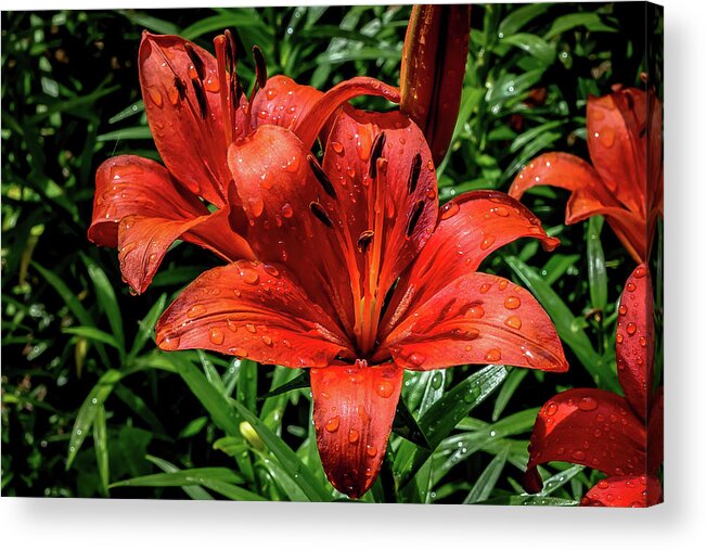 Flowers Acrylic Print featuring the digital art Red Asian Lily with Waterdrops by Ed Stines