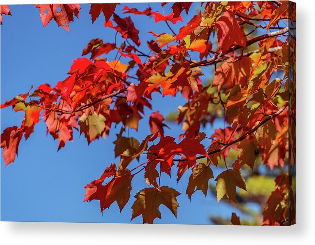 Foliage Acrylic Print featuring the photograph Red autumn leaves 2 by Lilia S