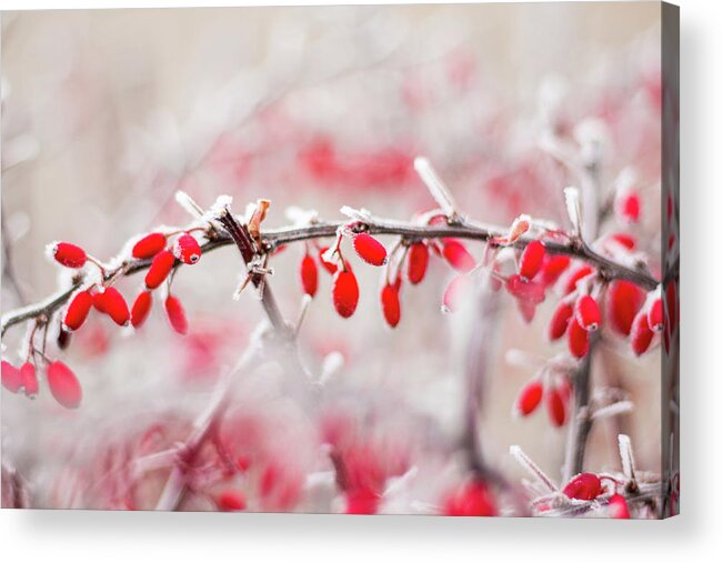 Japanese Barberry Acrylic Print featuring the photograph Red Barberry - Berberis thunbergii by Viktor Wallon-Hars