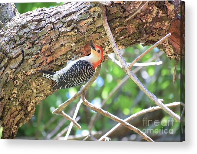 Woodpeckers Acrylic Print featuring the photograph Red-bellied Woodpecker by Anita Streich