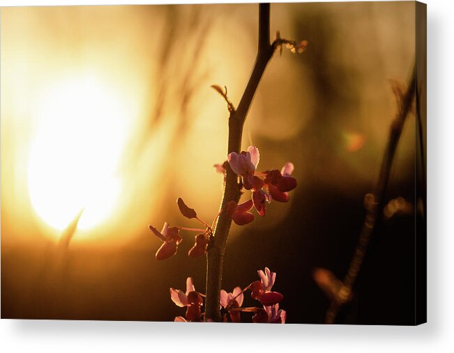 Eastern Red Bud Tree Acrylic Print featuring the photograph Red Bud Sunset by Joni Eskridge