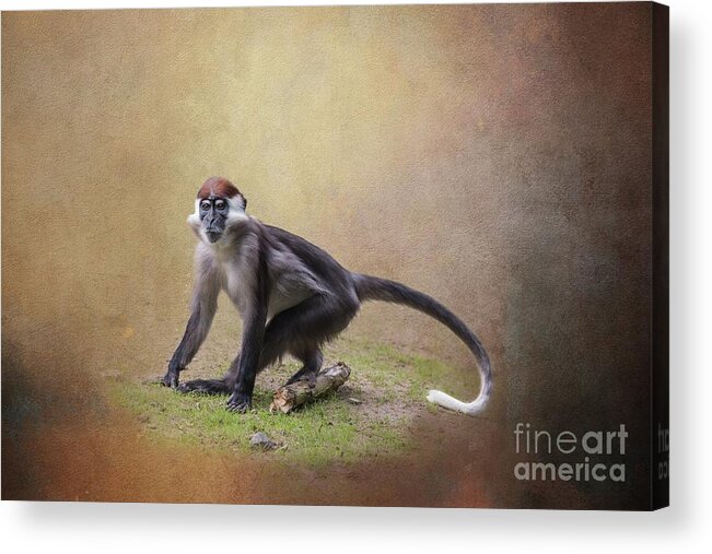Collared Mangabey Acrylic Print featuring the photograph Red-Capped Mangabey by Eva Lechner
