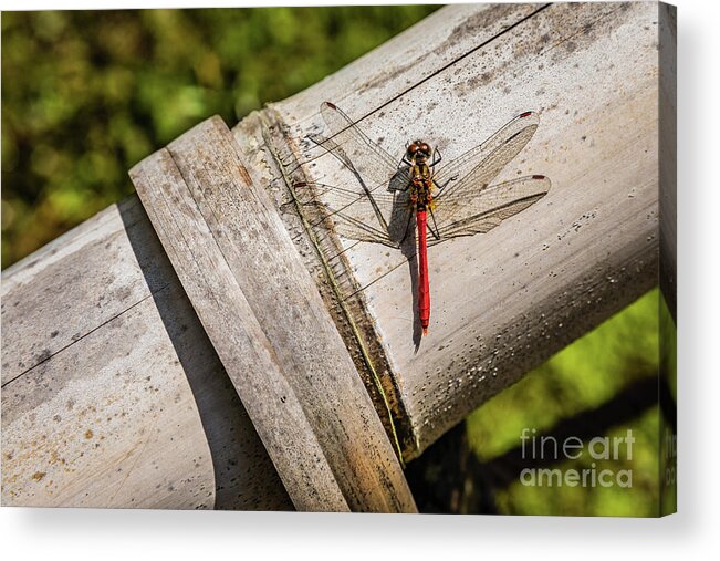 Dragonfly Acrylic Print featuring the photograph Red dragonfly by Lyl Dil Creations
