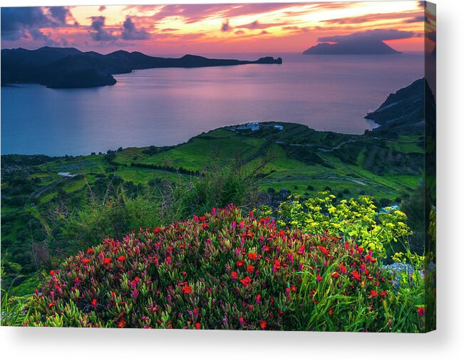 Aegean Sea Acrylic Print featuring the photograph Red Flowers Of Milos by Evgeni Dinev