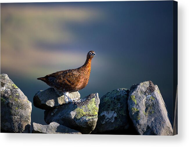 Red Grouse Acrylic Print featuring the photograph Red Grouse on a dry stone wall beside The Pennine Way by Anita Nicholson
