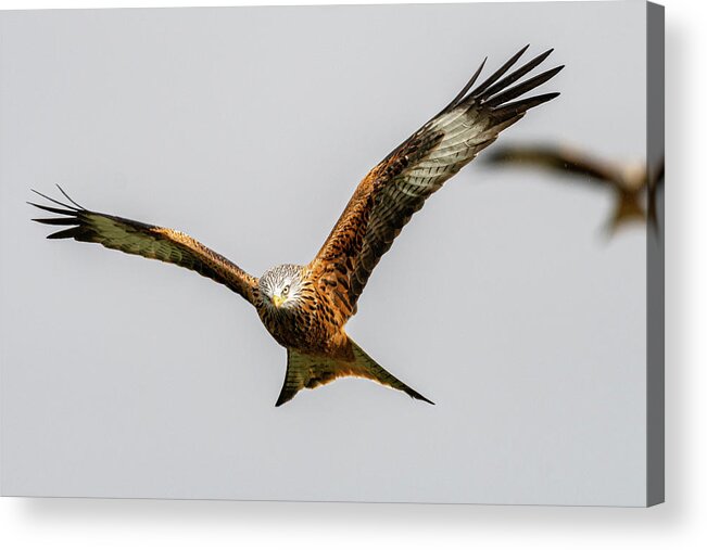 Red Kite Acrylic Print featuring the photograph Red kite eye contact by Mark Hunter