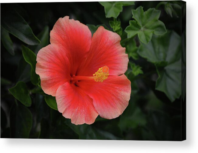 Flower Acrylic Print featuring the photograph Red Peach Tropical Hibiscus Flower by Gaby Ethington