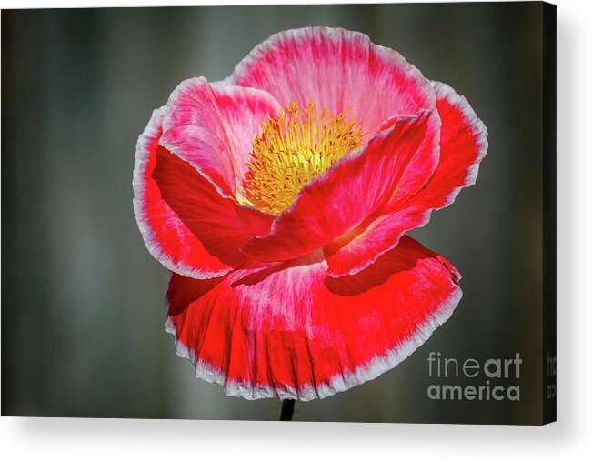 Day Acrylic Print featuring the photograph Red poppy bloom against a gray background by Richard Smith