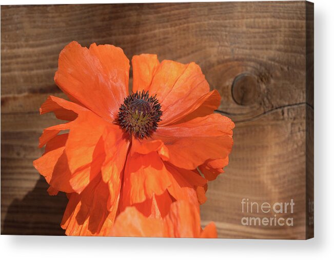Poppy Acrylic Print featuring the photograph Red poppy blossom, wood and sunshine by Adriana Mueller
