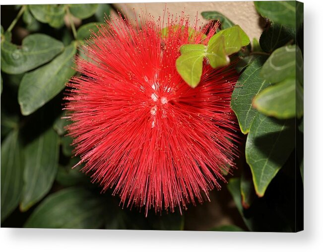 Red Powder Puff Acrylic Print featuring the photograph Red Powder Puff Flower by Mingming Jiang