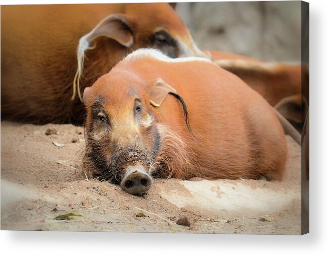 Hog Acrylic Print featuring the photograph Red River Hogs by Debra Kewley