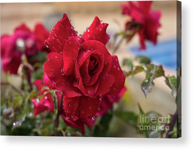 Bloom Acrylic Print featuring the photograph Red rose and sparkling water pearls by the pool by Adriana Mueller