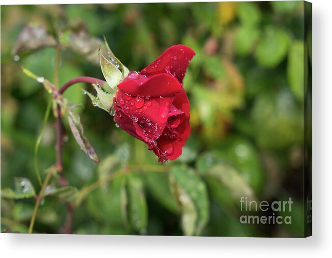 Rose Acrylic Print featuring the photograph Red rose bud with water pearls by Adriana Mueller