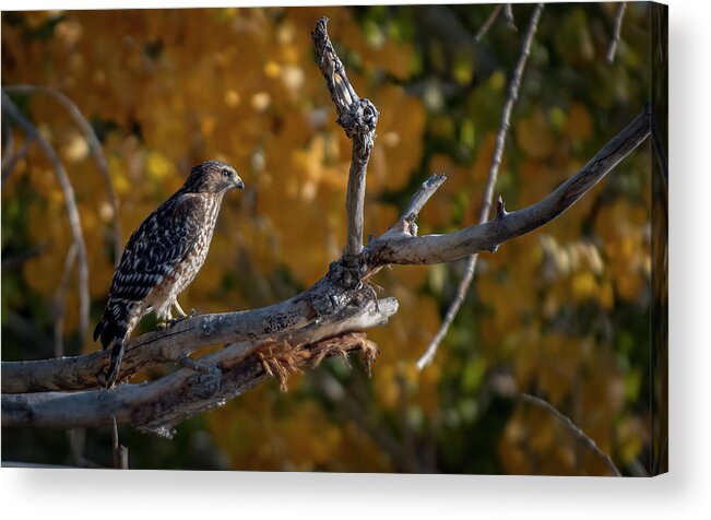 Red Shouldered Hawk Acrylic Print featuring the photograph Red Shouldered Hawk by Rick Mosher