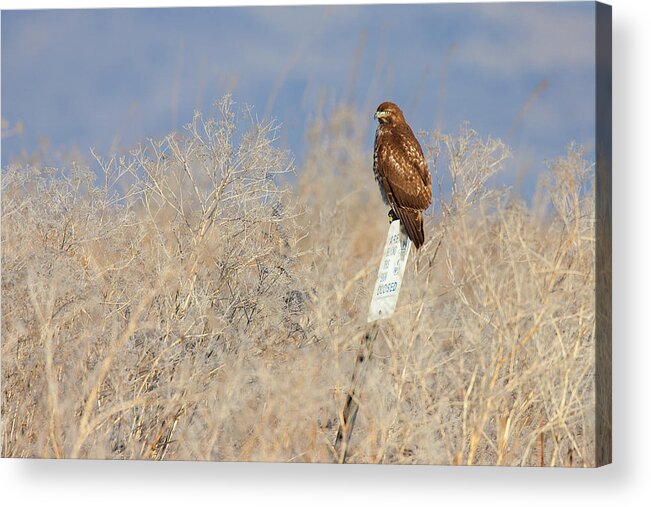 Red-tailed Acrylic Print featuring the photograph Red-tailed Hawk - Lower Klamath Tule Lake California by Ram Vasudev