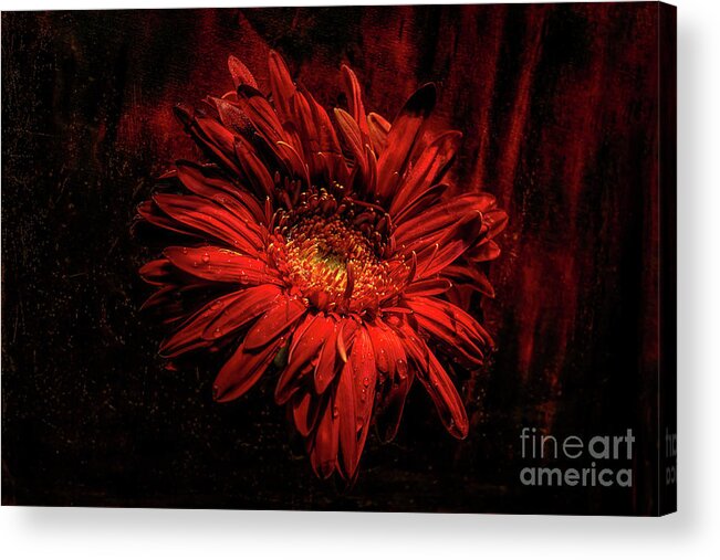 Terry Hrynyk Acrylic Print featuring the photograph Red Flowers by Terry Hrynyk