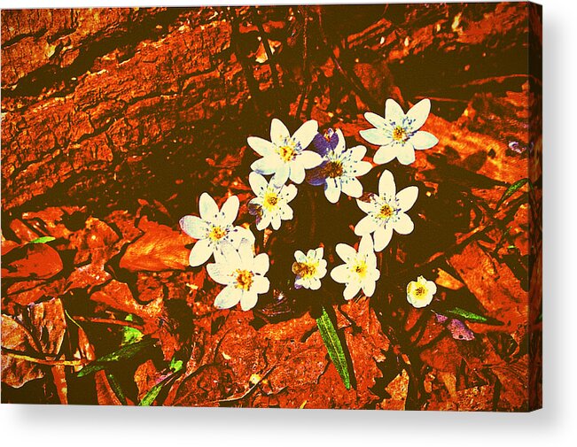 Anemones Acrylic Print featuring the photograph First Wood Anemones of Spring by Stacie Siemsen