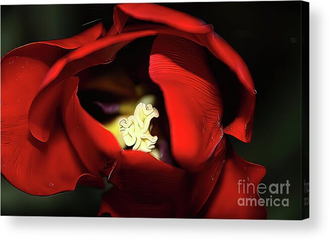 Red Tulip Acrylic Print featuring the photograph Red Tulip by Jolanta Anna Karolska