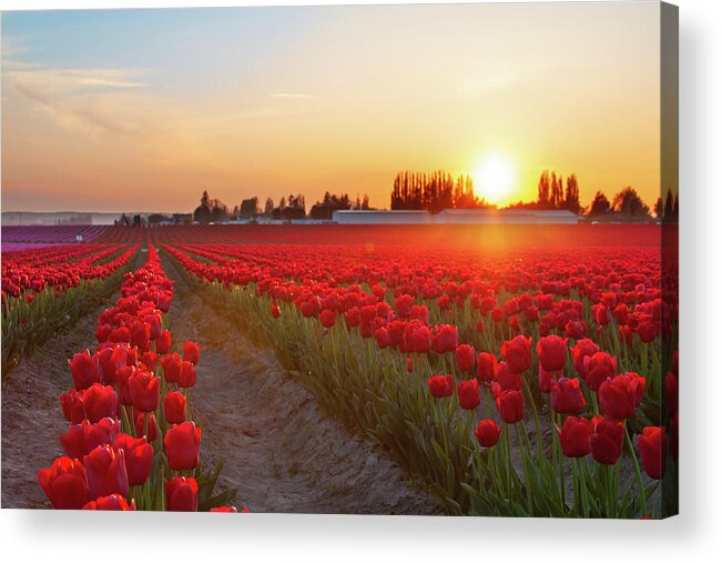 Tulips Acrylic Print featuring the photograph Red Tulip Sunset by Michael Rauwolf