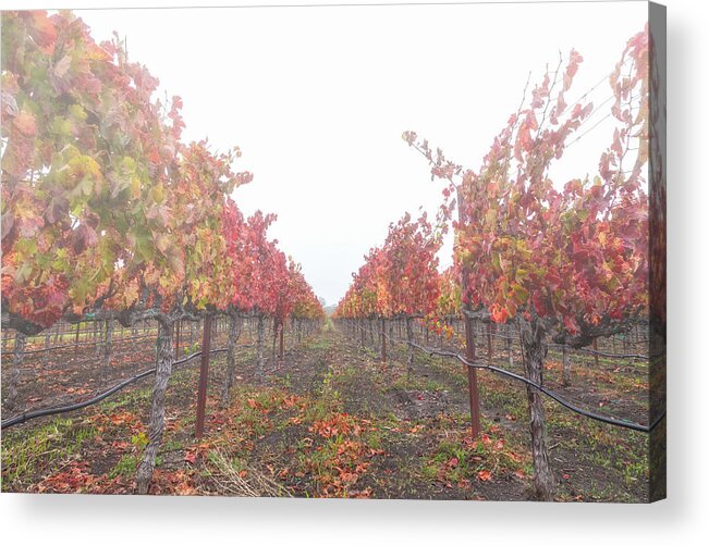 Farming Acrylic Print featuring the photograph Red Vines In The Fog by Jonathan Nguyen