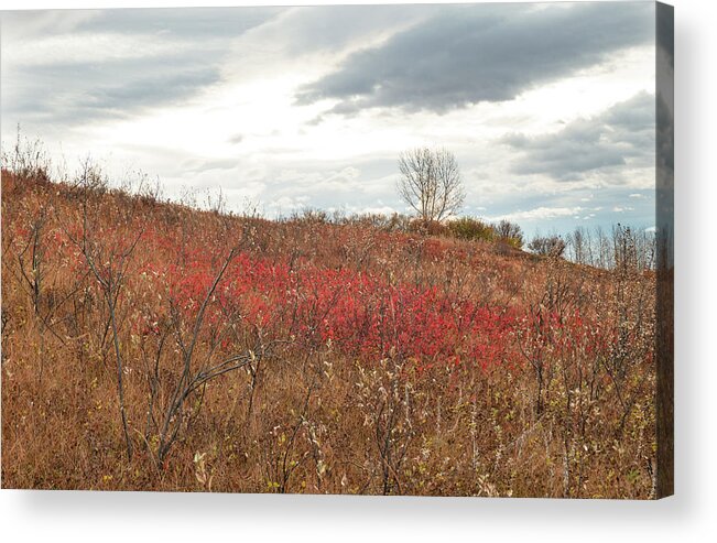 Red Acrylic Print featuring the photograph Red Wild Rose Patch In A Pasture by Phil And Karen Rispin