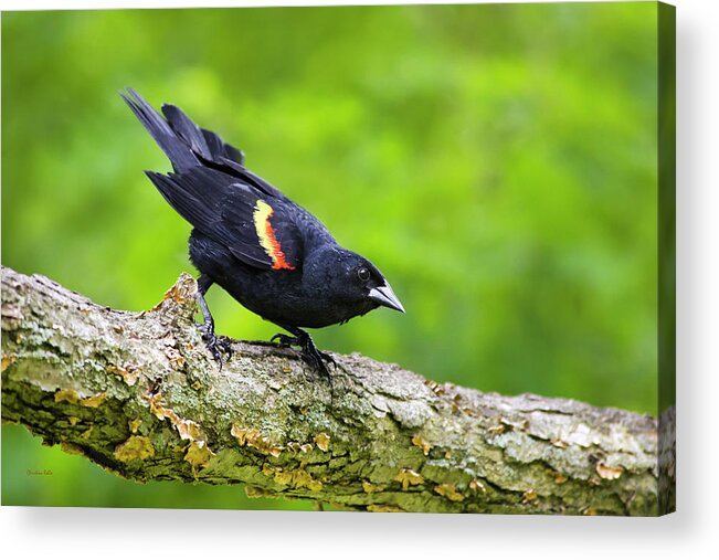 Bird Acrylic Print featuring the photograph Red Winged Blackbird by Christina Rollo